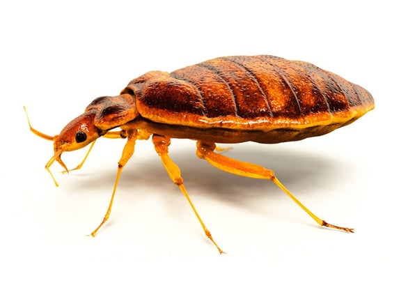 bed bug on plain background