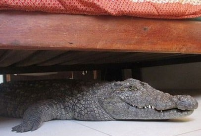 Crocodile-under-bed