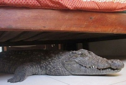 crocodile-under-bed