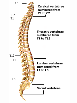 spine-segments