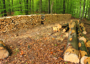 sustainable wood production