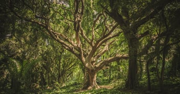 harwood oak tree