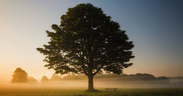 oak tree